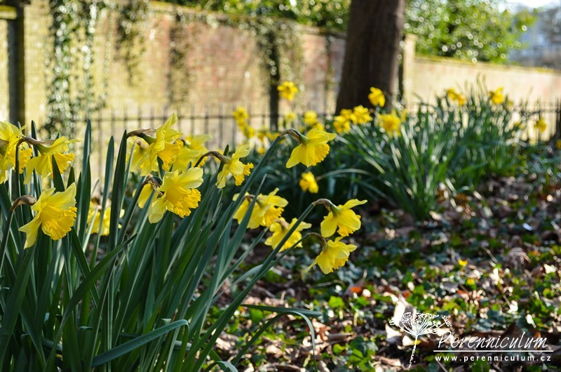 Veselé Velikonoce a barevné jarní dny 12 Narcisy