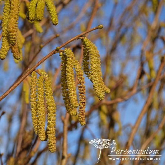 Veselé Velikonoce a barevné jarní dny 9 Veselé Velikonoce a barevné jarní dny
