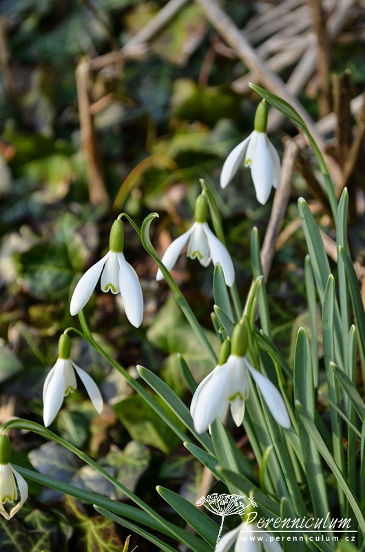 Veselé Velikonoce a barevné jarní dny 4 Stále a vytrvale kvetoucí sněženky (Galanthus).