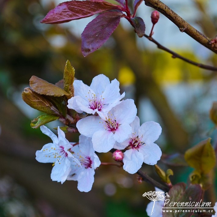 Veselé Velikonoce a barevné jarní dny 10 Veselé Velikonoce a barevné jarní dny