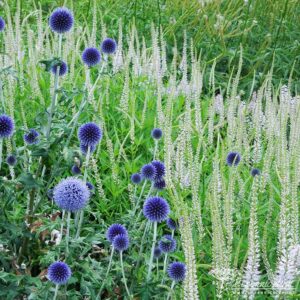 trvalka sezóny 2016 Veronicastrum