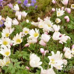 Anemone blanda White Spledour