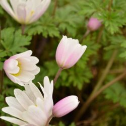 Anemone blanda White Spledour