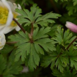 Anemone blanda White Spledour