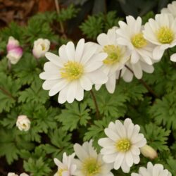 Anemone blanda White Spledour