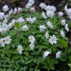 Anemone blanda White Splendour