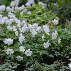 Anemone blanda White Splendour