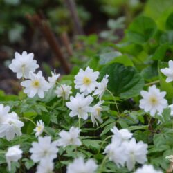 Anemone blanda White Splendour