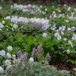 Anemone blanda White Splendour