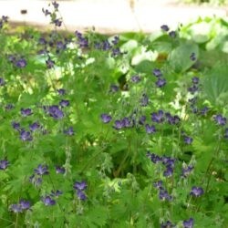 Geranium phaeum Lily Lovell