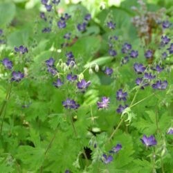 Geranium phaeum Lily Lovell