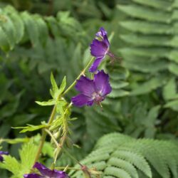 Geranium phaeum Lily Lovell
