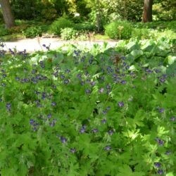 Geranium phaeum Lily Lovell