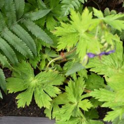 Geranium phaeum Lily Lovell