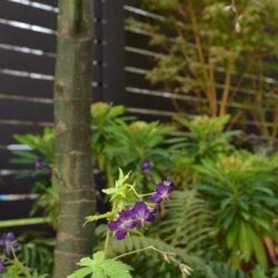 Geranium phaeum Lily Lovell