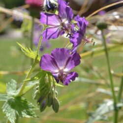 Geranium phaeum Lily Lovell