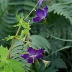 Geranium phaeum Lily Lovell