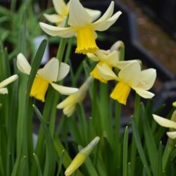 Narcissus Jack Snipe