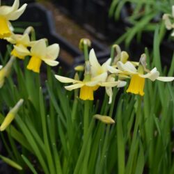 Narcissus Jack Snipe