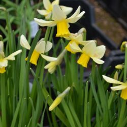 Narcissus Jack Snipe