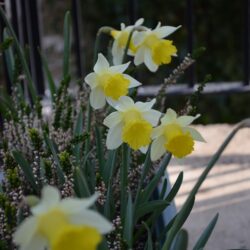 Narcissus Topolino