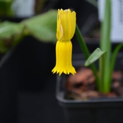 Narcissus cyclamineus