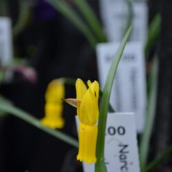 Narcissus cyclamineus