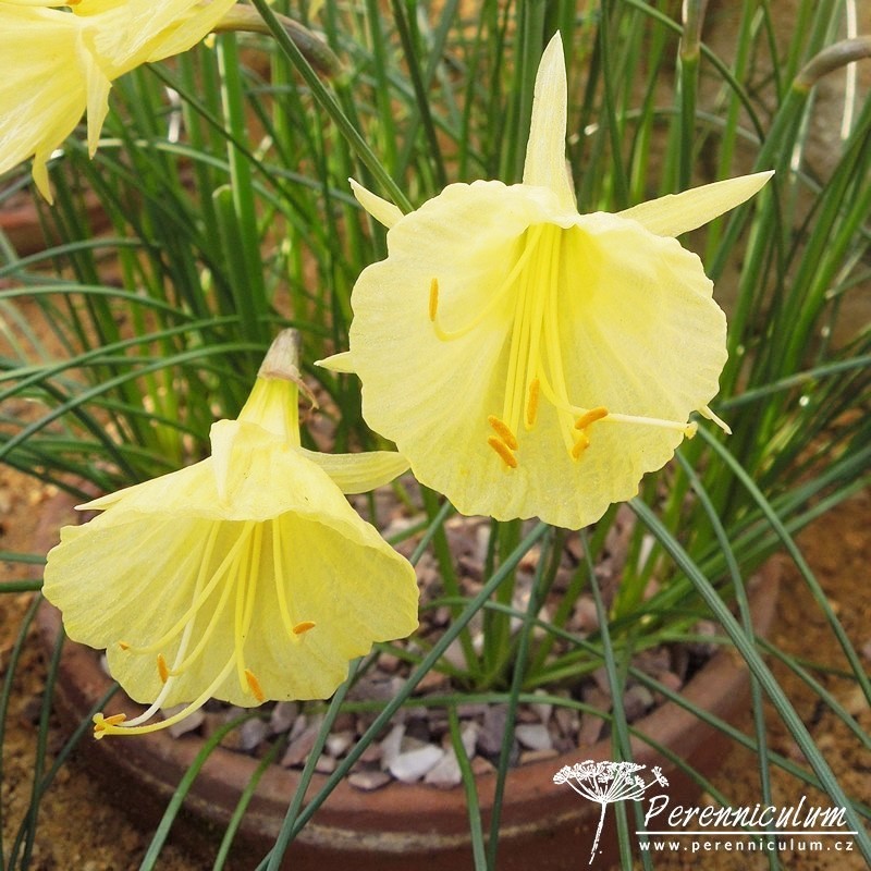 Veselé Velikonoce a barevné jarní dny 24 Narcissus romieuxii