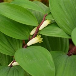 Polygonatum odoratum Red Stem