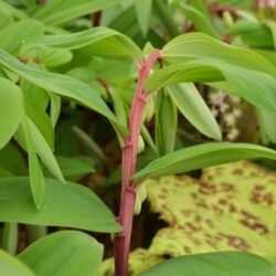 Polygonatum odoratum Red Stem
