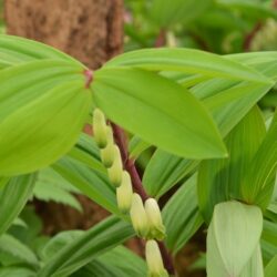 Polygonatum odoratum Red Stem