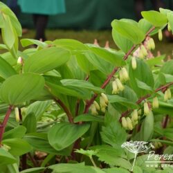 Polygonatum odoratum Red Stem