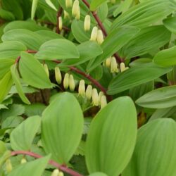 Polygonatum odoratum Red Stem