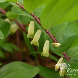 Polygonatum odoratum Red Stem