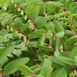 Polygonatum odoratum Red Stem