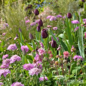 RHS Cardiff Flower Show