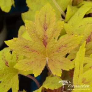 x Heucherella Sunrise Falls