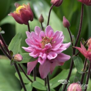 Aquilegia vulgaris Clementine Rose