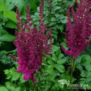 Astilbe Thrunder and Lightening