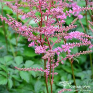 Astilbe Walter Bitner