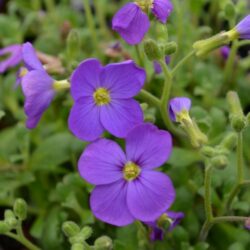 Aubrieta Audrey Blue