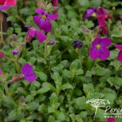 Aubrieta Audrey Purple-Red