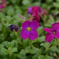 Aubrieta Audrey Purple-Red