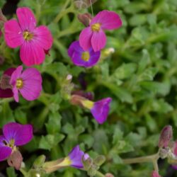 Aubrieta Audrey Purple-Red