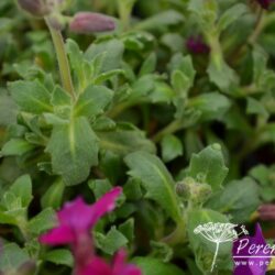 Aubrieta Audrey Purple-Red