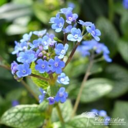 Brunnera macrophylla Brunnera macrophylla