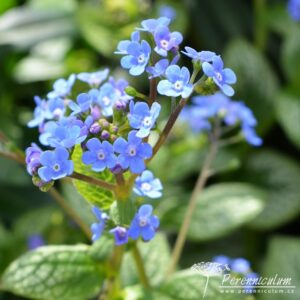 Brunnera macrophylla Sea Heart