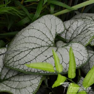 Brunnera macrophylla Silver Heart