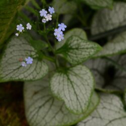 Brunnera macrophylla Silver Heart
