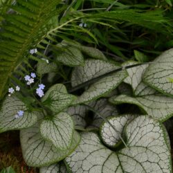 Brunnera macrophylla Silver Heart